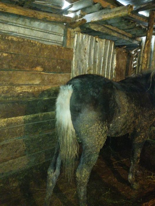 Продам кобылку с откорма