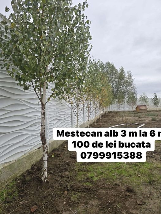 Mestecan diferite inaltimi platna tei la super oferta