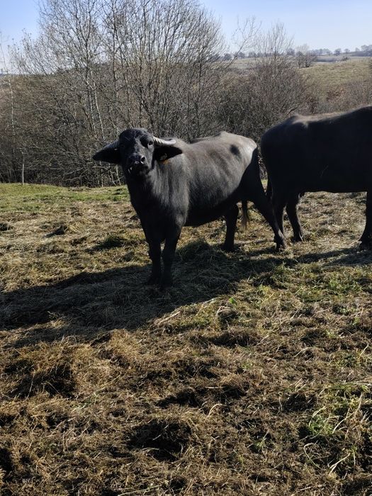 Bivolitā de vânzare !