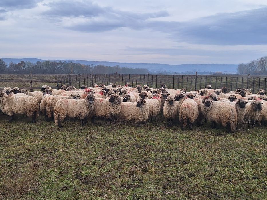 Vând oi bucălăi 100 buc.