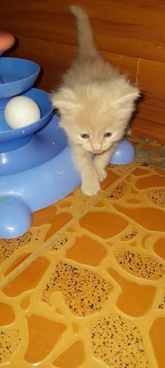 Домашний котёнок мальчик