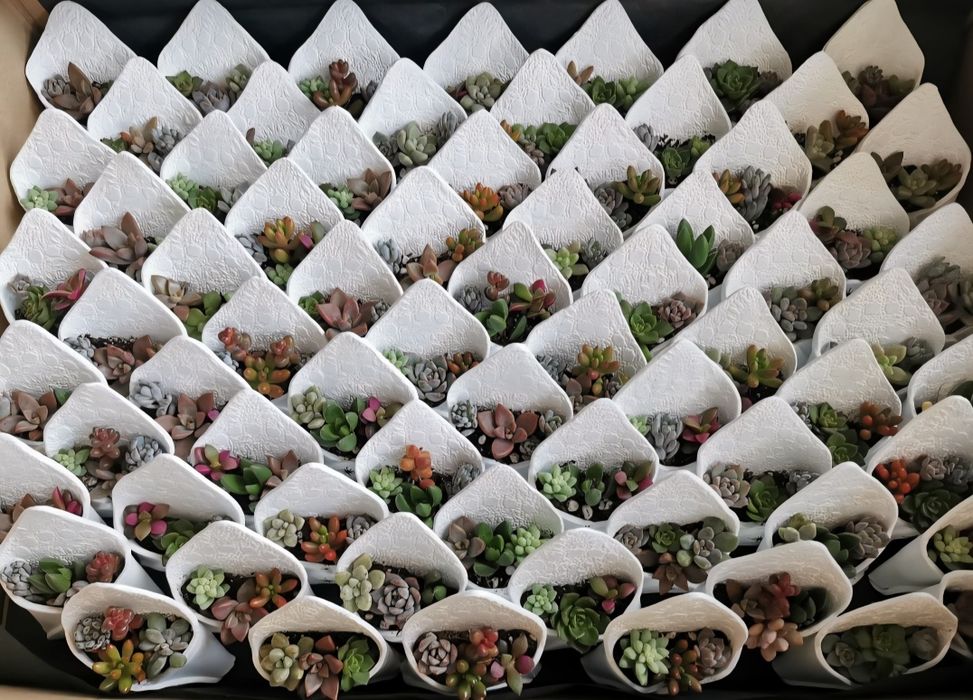 Marturii premium cu plante suculente