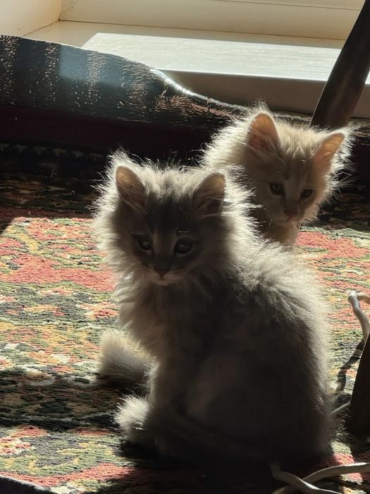 Котёнки, самка и самец, не родственники