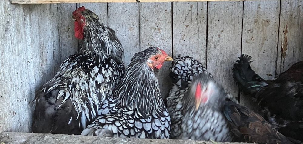 Cocosi si familii rasa mare de top