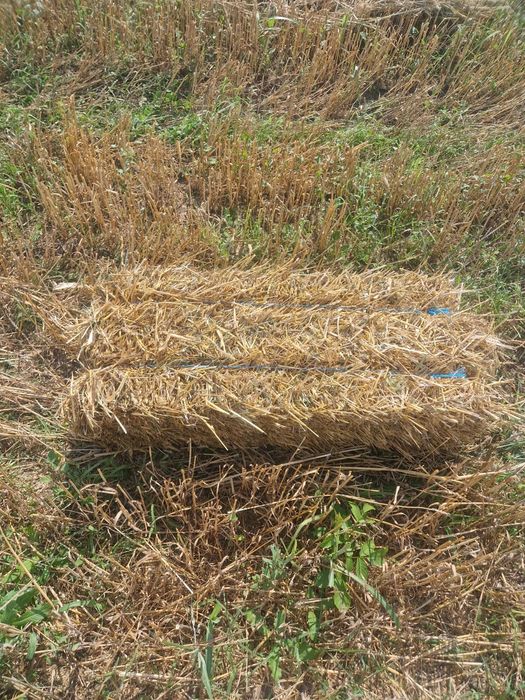 Baloti de paie  10 lei