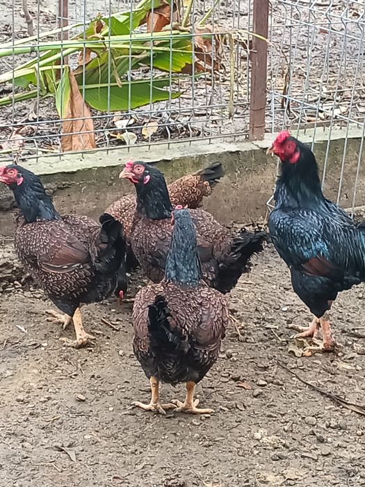 Găini combatante indiene