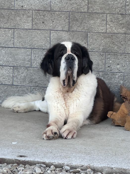 Saint Bernard cu pedigree – exemplu superb al rasei