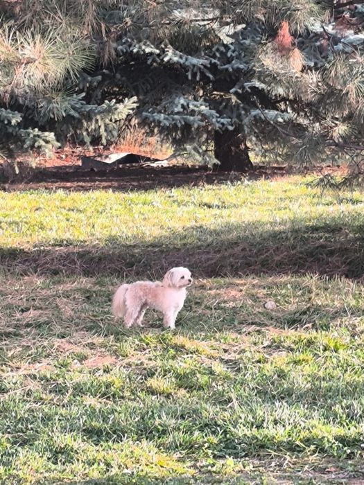 Найдена собака!!!