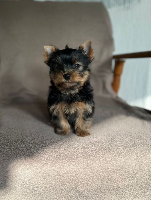 Yorkshire Terrier
