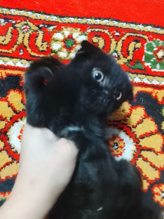 Скоттиш фольдики от правильной вязки