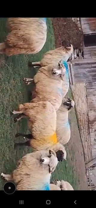 Oi de vânzare- 16 miorițe și un berbec