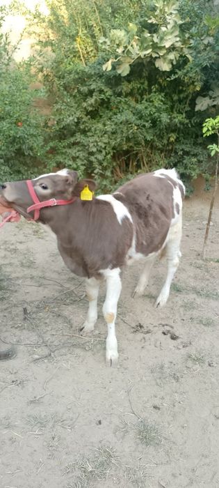 Paroda g'unojin sotiladi