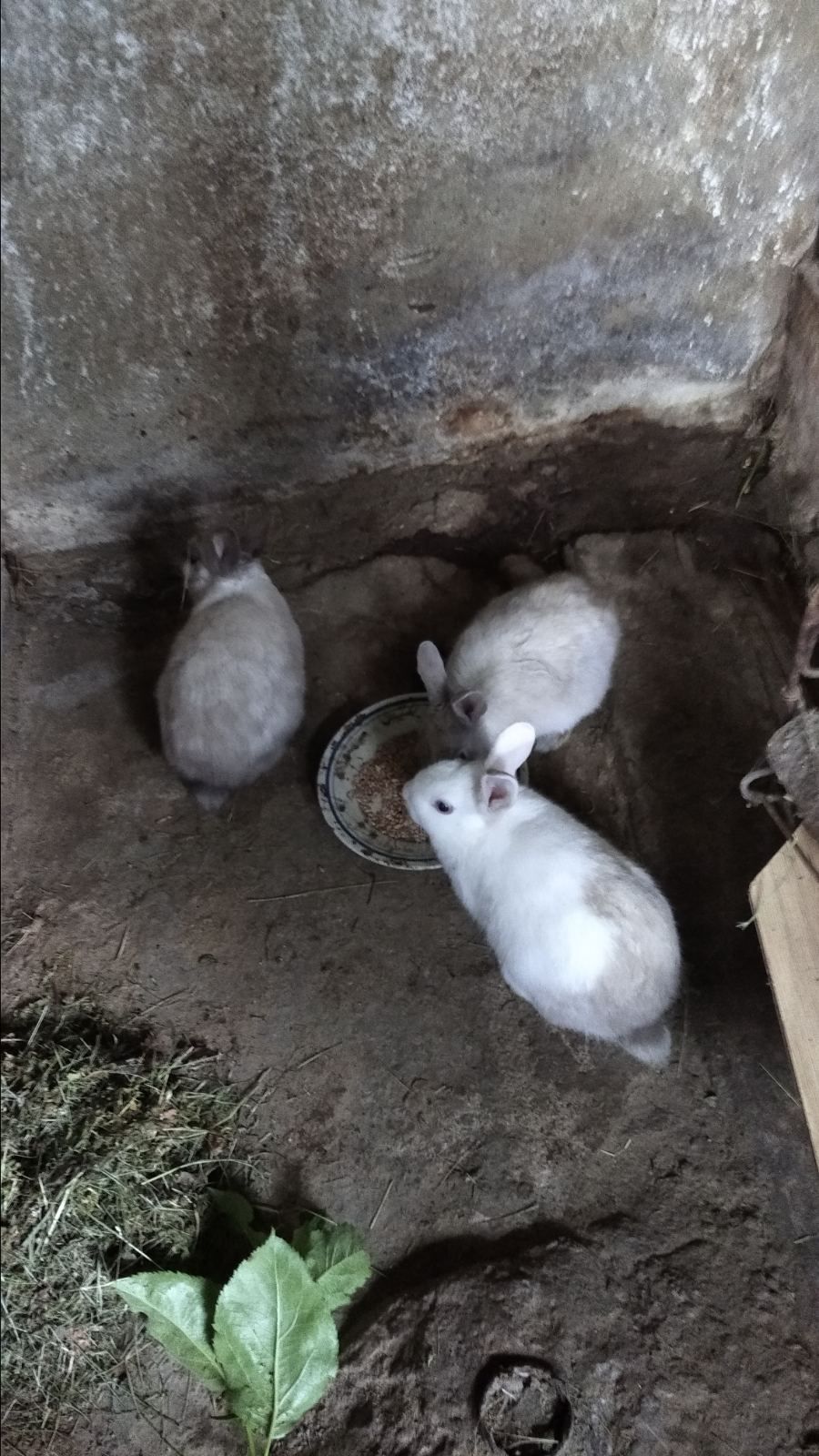 Продавам декоративни зайци.