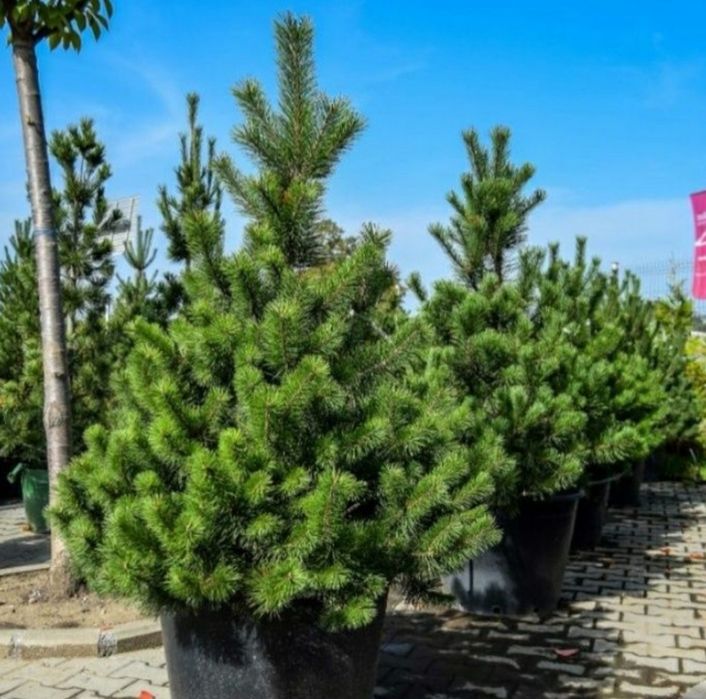 Magnolia grandiflora tot timpul verde/ Magnolia soulangeana, Pin mugo