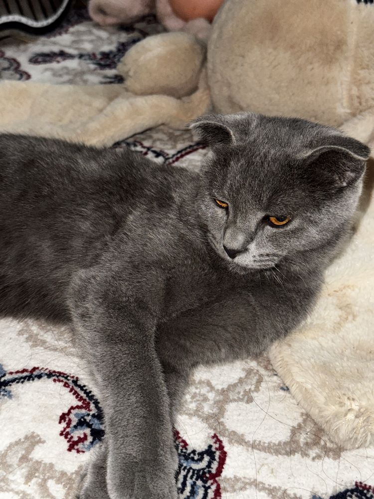 Scottish Fold mushug