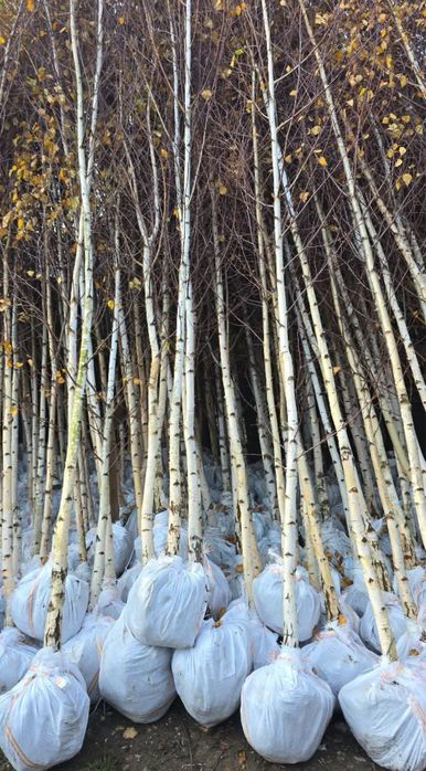 Brazi arginti decorativi si mesteacan alb