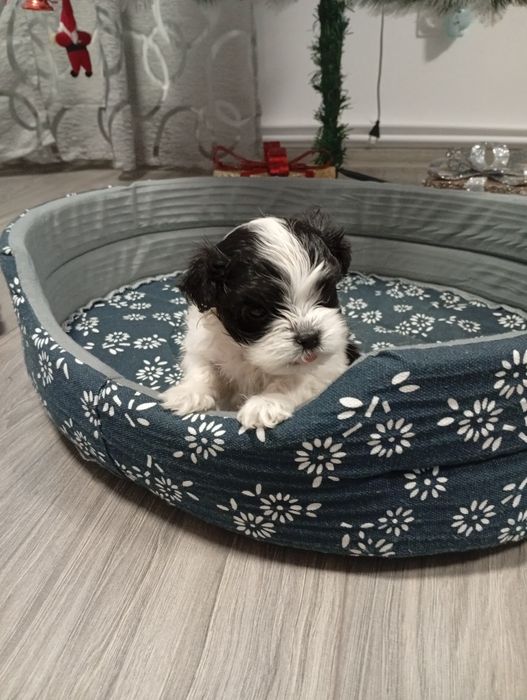 Caine de talie mica shitzu