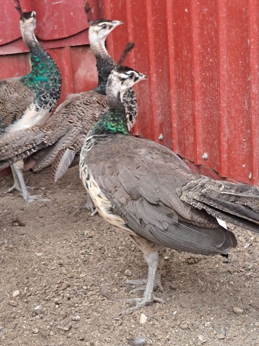 Pauni pui diferite varste