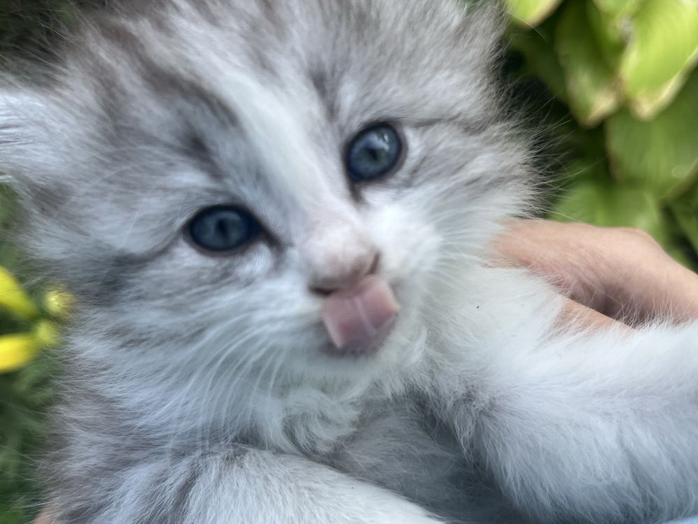 Котенок пушистый девочка
