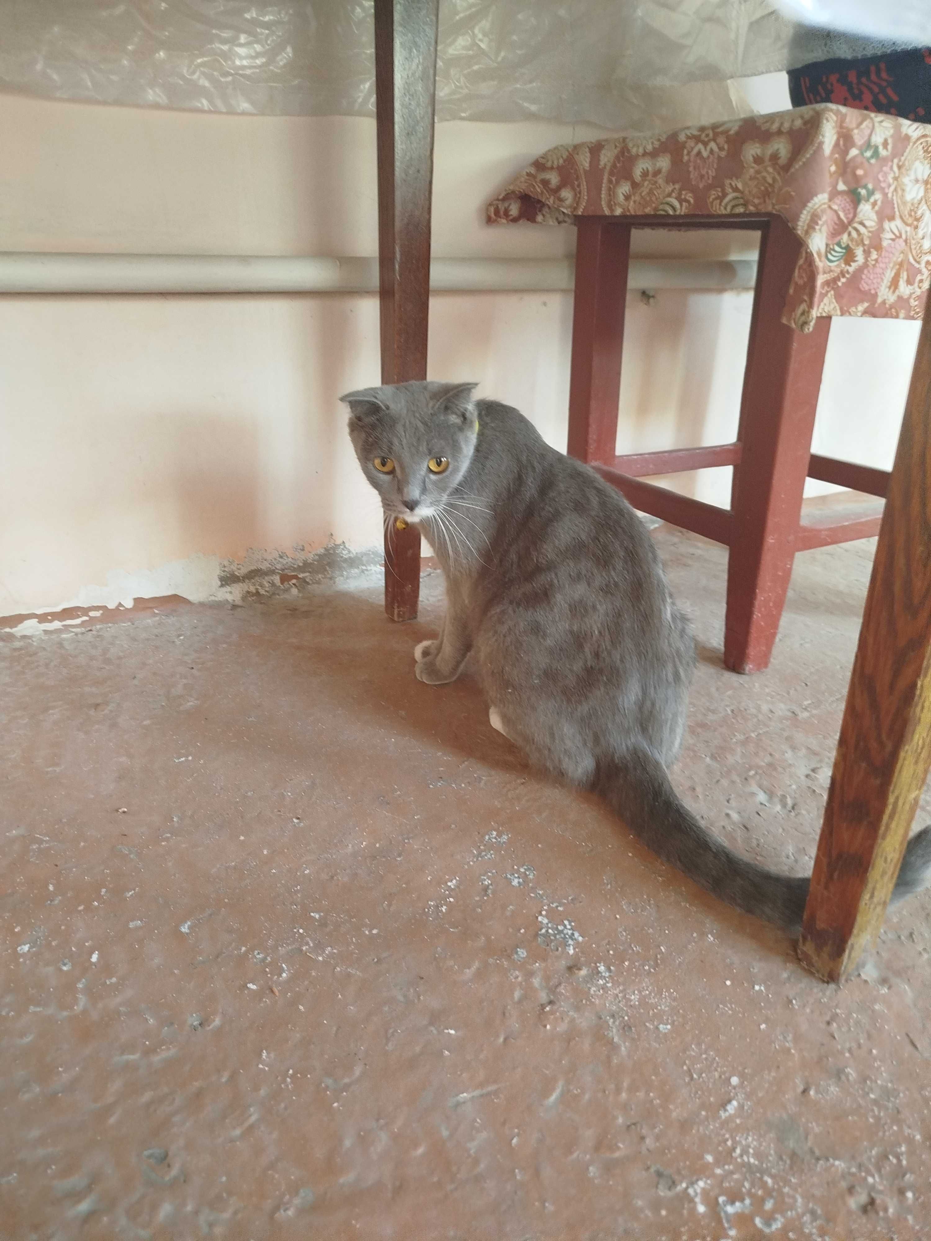 Отдам за вашу цену беременную кошку скотишфолд