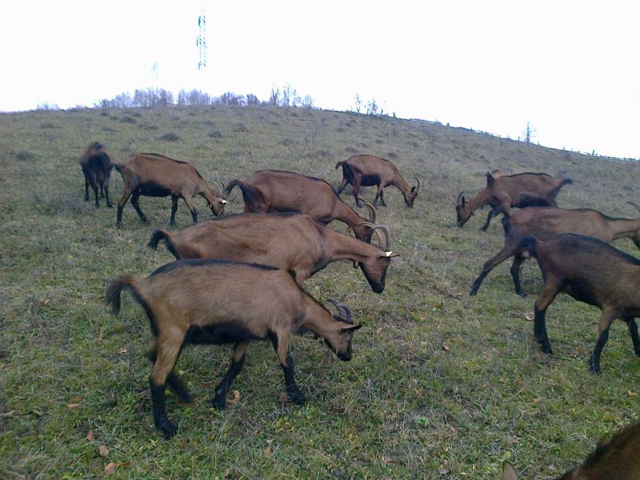 Capre alpina franceza