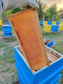 Пчелен Мед- 2023г, Букет, Тенекия, кошери, пчели,