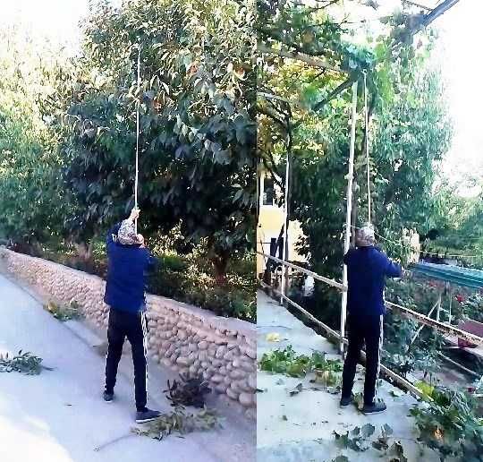 Баланд шохлар гулзор учун  секатор қайчи -Механический высоторез
