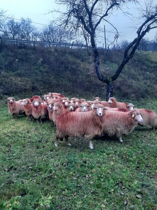 Vând 30 oi tinere – ideale pentru fermă