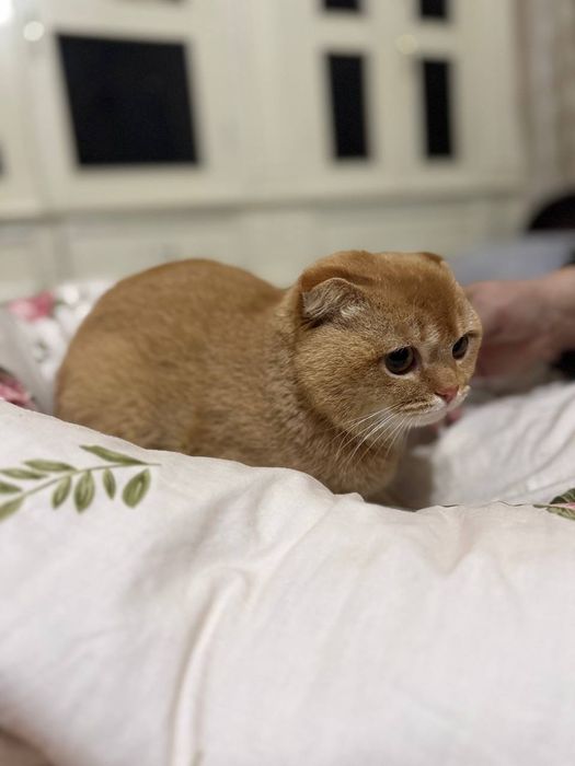Scotish Fold Cat