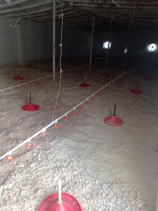 Broler boqishga joy ijaraga beraman