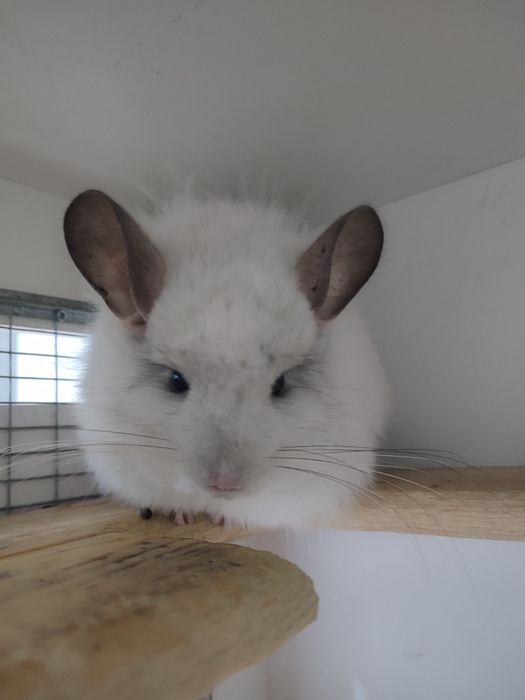 Срочно в связи с переездом продам шиншиллу девочка белая ангора,