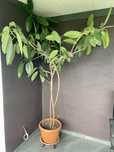 Vand Ficus mare de 2,3 metri