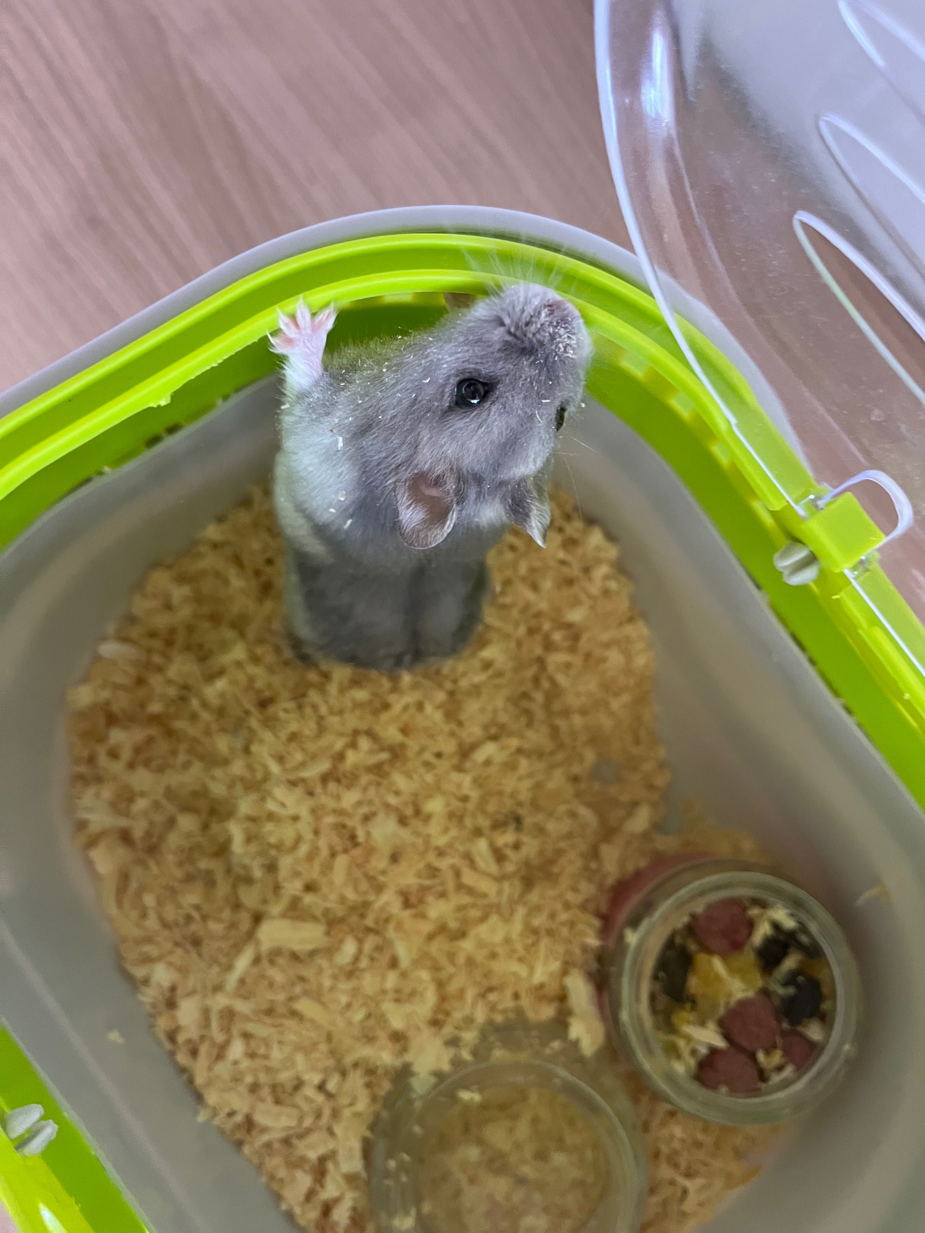 Hamster gris gratuit