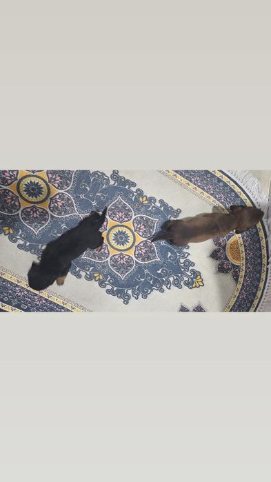 Недорого шенки такса