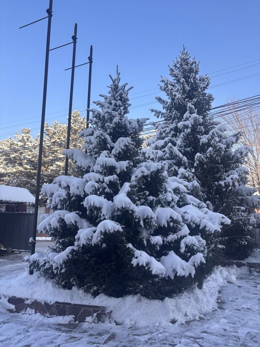 Живая новогодняя Ёлка