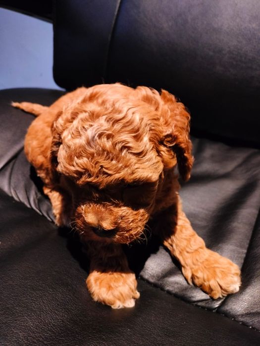 Pudal mini toy baetel disponibil