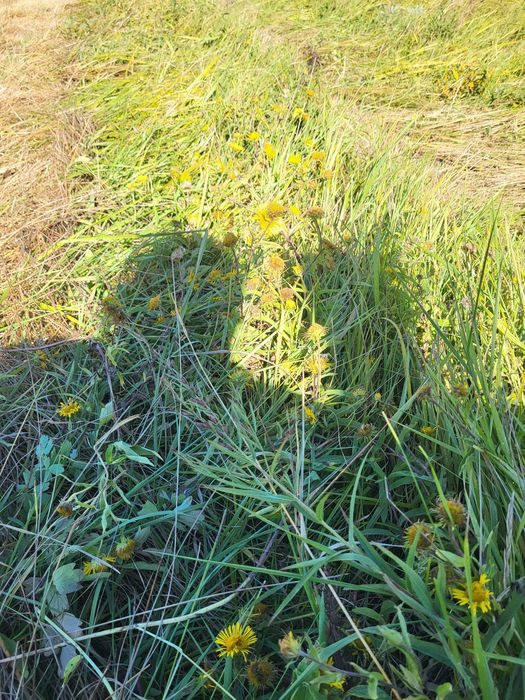 Сено в рулоне тюк шоп зелёное сухое разнотравье луговое