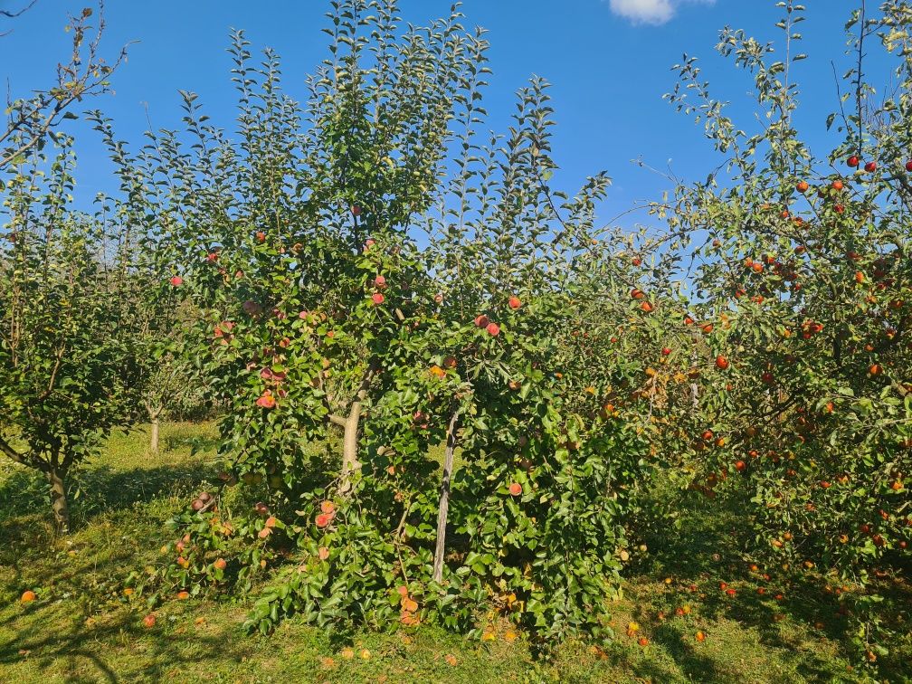 Vând mere BIO direct din livadă