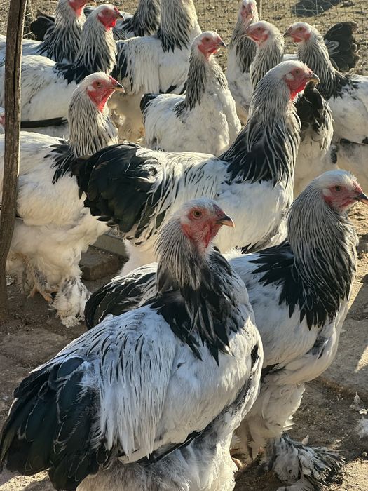 Găini si cocoși din rasa brahma !!!