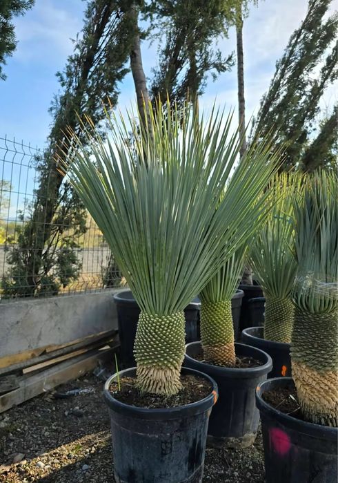 Plante ornamentale decorative