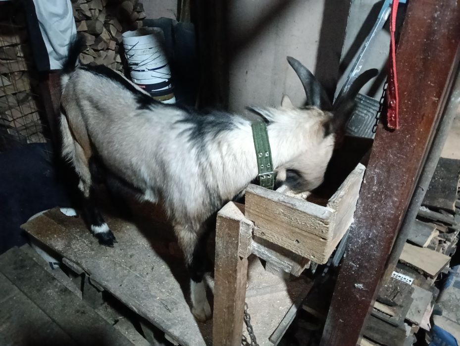 Țăpic de vânzare