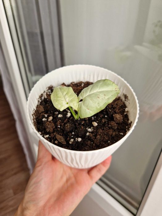 Сингониум милк конфетти