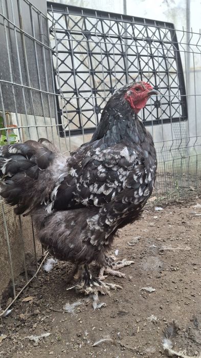 Vând găină  brahma negru bobat