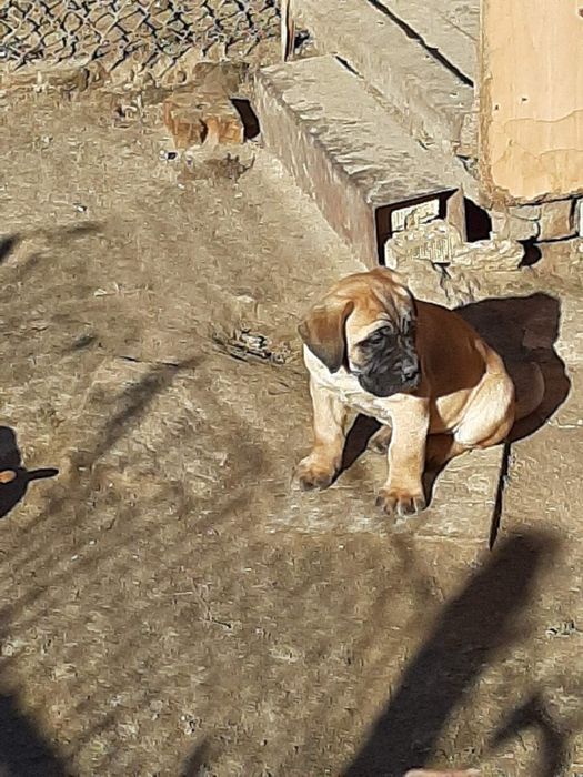 Продавам кане корсо