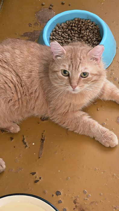 Рыжий красавец в поиске своего Человека