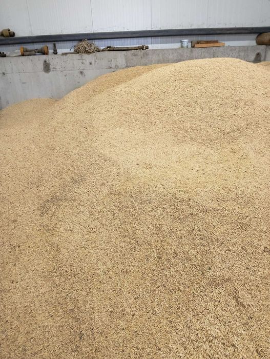 Продавам ОВЕС  реколта2025г. Напълнен в чували  по 30кг.цена 0.40ст/кг