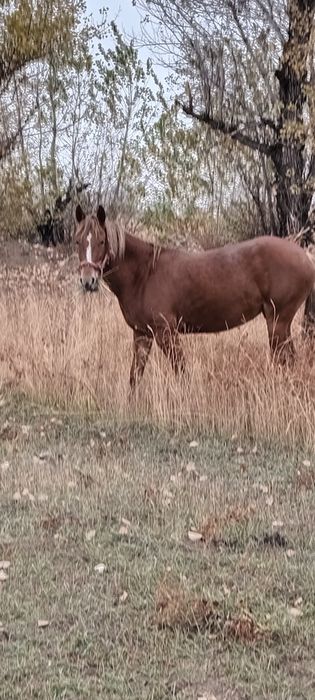 Продам кобылу в хорошие руки