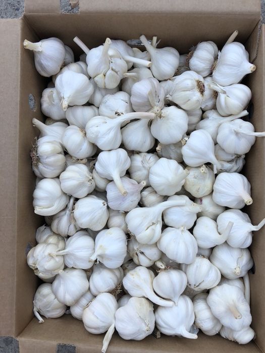 Usturoi pentru mezeluri si murat