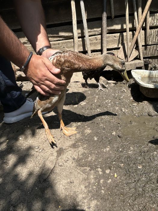 Rațe indiene alergătoare 2 perechi (4 luni)