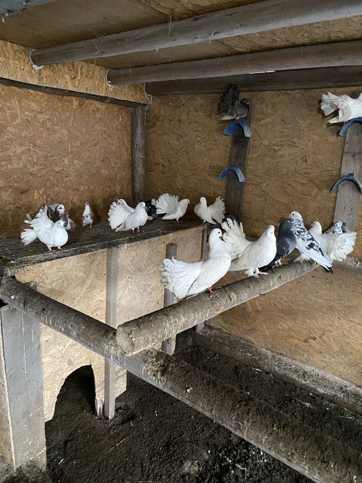 Vand porumbei pave, indieni, galateni, incaltati